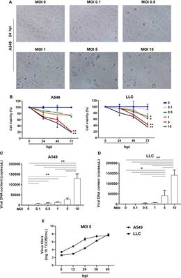 ORFV infection enhances CXCL16 secretion and causes oncolysis of lung cancer cells through immunogenic apoptosis